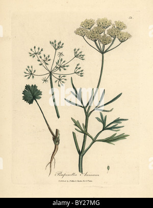 Fleurs blanches, d'anis Pimpinella anisum. Banque D'Images