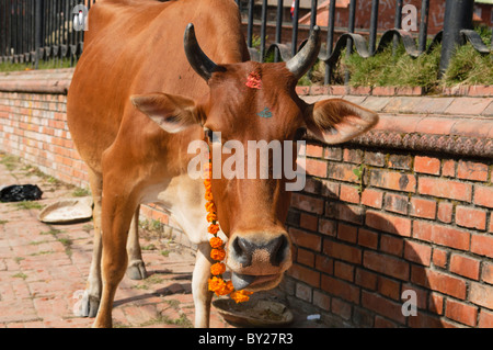 Ornée de fleurs et de vache tikka pour le festival Tihar à Katmandou, Népal Banque D'Images