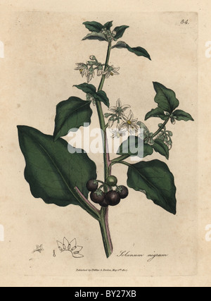 Fleur blanche, Black Berry, jardin, morelle Solanum nigrum. Banque D'Images