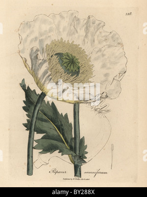 Pavot blanc, Papaver somniferum. Banque D'Images