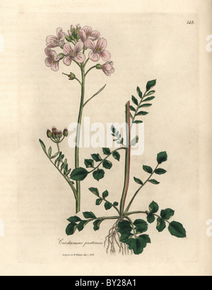 Fleur Rose mesdames smock ou cuckoo-fleur, Cardamine pratensis. Banque D'Images