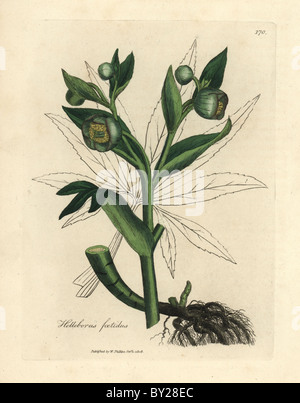 L'hellébore fétide fleuri vert ou le pied de l'ours, helleborus foetidus. Banque D'Images