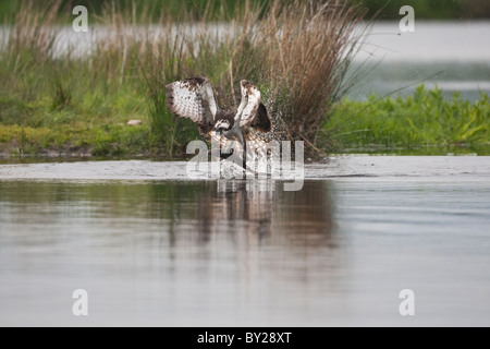 Osprey attraper une fontaine d'un loch écossais Banque D'Images