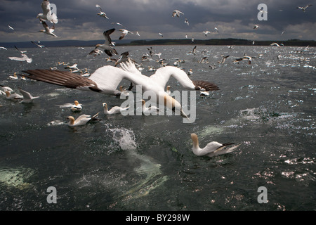 Au cours d'une pêche de Bassan et sombre de la mer turbulente Banque D'Images