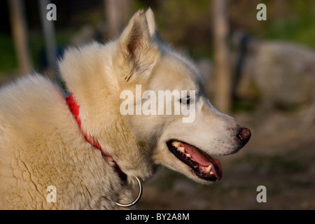 White Dog, Husky Sibérien, profile Banque D'Images