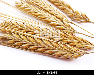 Les tiges de blé en isolé sur fond blanc Banque D'Images