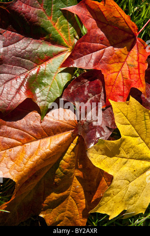 Les feuilles d'automne - des couleurs vives. Banque D'Images