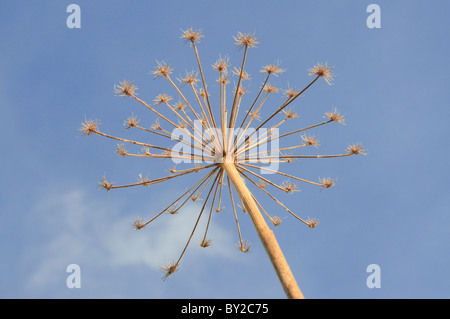 La tige de la berce du Caucase (Heracleum sphondylium) à l'automne en Ecosse. Cette plante est aussi connue sous le nom de persil de vache. Banque D'Images