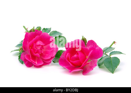 Rose - rose 05 isolés freigestellt Banque D'Images