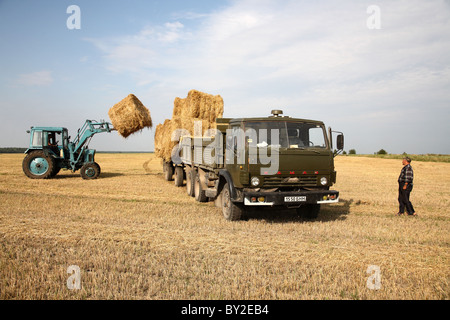 La récolte de la paille dans un kolkhoz, Dobraucy, Bélarus Banque D'Images