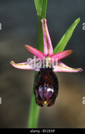 Bertoloni est l'orchidée abeille (Ophrys bertolonii), Méditerranée Banque D'Images