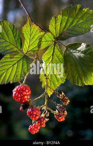 Les petits fruits et feuilles de mûres (Rubus fruticosus), Belgique Banque D'Images