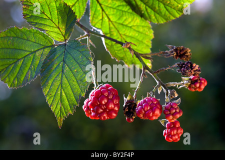 Les petits fruits et feuilles de mûres (Rubus fruticosus), Belgique Banque D'Images