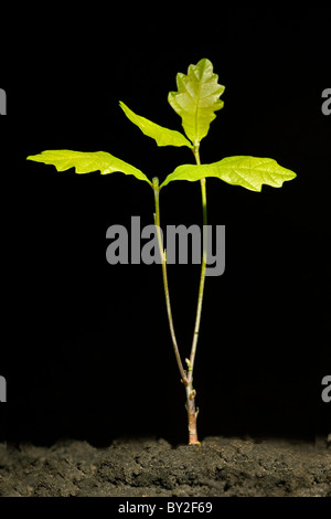 Le chêne pédonculé/ anglais chêne (Quercus robur) Stade de développement de l'arbrisseau, Europe Banque D'Images