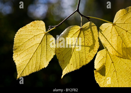 Feuilles de chaux / linden / tilleul (Tilia) en automne, Belgique Banque D'Images