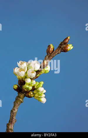 La floraison des cerisiers sauvages / Sweet Cherry Tree (Prunus avium), Belgique Banque D'Images