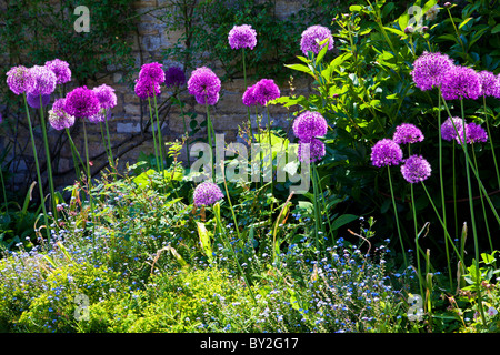 Allium violet dans la frontière d'un pays anglais fortifiée jardin d'été Banque D'Images