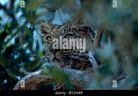 Leopard en arbre Banque D'Images