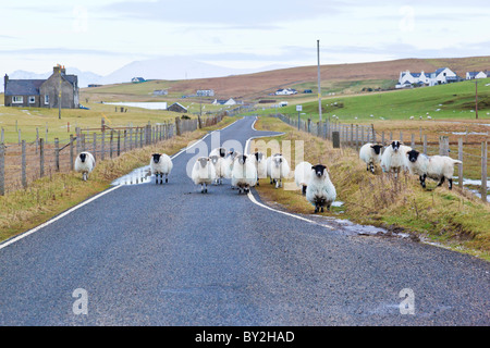 Les moutons en tenant au-dessus de la route sur l'île de Harris, en Écosse. Banque D'Images