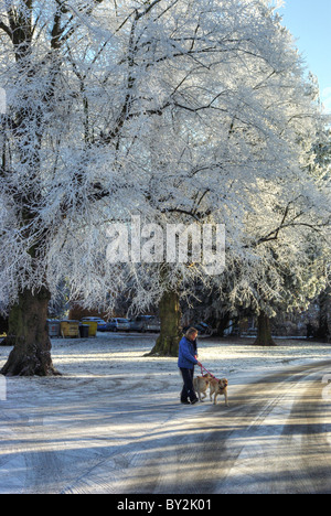 Une femme promener son chien sous les arbres chargés de givre, Delapre Abbey, Northampton, Royaume-Uni Banque D'Images