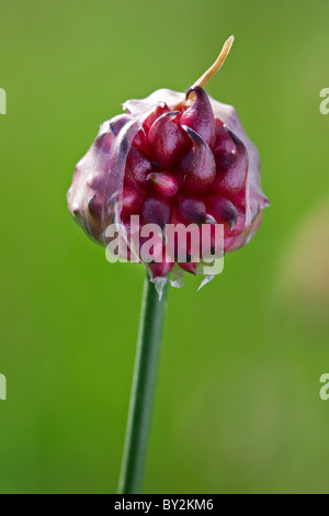 L'ail sauvage / Crow l'ail (Allium vineale), Belgique Banque D'Images