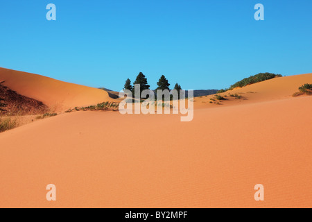Formes arrondies, d'orange, jaune et rose des dunes de sable et quatre petits arbres à fourrure Banque D'Images