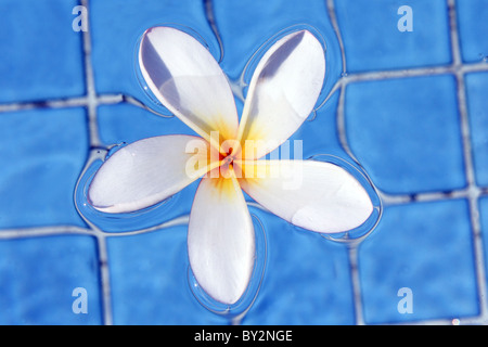 Frangipanier BLANC EN PISCINE AVEC DES CARREAUX BLEU HORIZONTAL FOND BDA11982 Banque D'Images