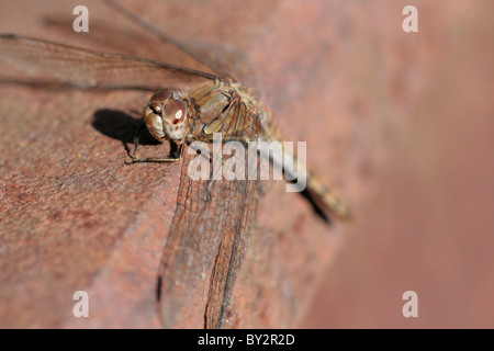 Plan macro sur une femelle immature vert commun Dragonfly (Sympetrum striolatum). Banque D'Images