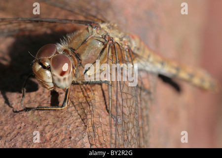 Plan macro sur une femelle immature vert commun Dragonfly (Sympetrum striolatum). Banque D'Images