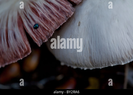 Les champignons tourné au niveau du sol avec une mise au point et profondeur de champ. Banque D'Images