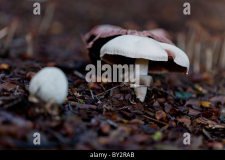 Les champignons tourné au niveau du sol avec une mise au point et profondeur de champ. Banque D'Images