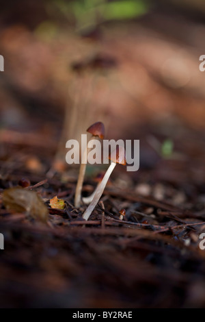 Les champignons tourné au niveau du sol avec une mise au point et profondeur de champ. Banque D'Images