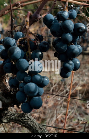 Les raisins noirs prêts pour la cueillette sur une vigne dans le sud de la France Banque D'Images