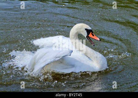 Swan en colère UK Banque D'Images