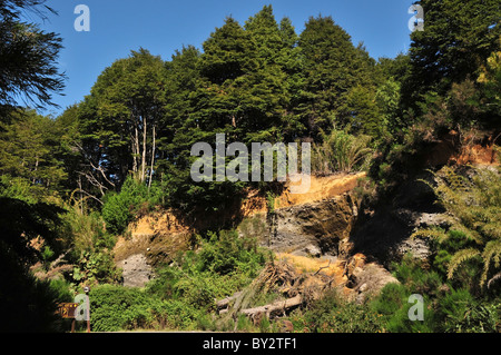 'Glaciaire Boulder Clay' dans la moraine d'un coteau vert ci-dessous section pluie Valdivian arbres forestiers, Puerto Blest, Andes, Argentine Banque D'Images