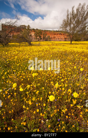 Tapis de fleurs jaunes dans Coalseam Conservation Park, Australie occidentale, Mullewa Banque D'Images