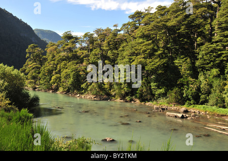 Canal Vert de Rio Frias, à travers la pluie, les arbres forestiers Valdivian en amont du lac Brazo Blest, Puerto Blest, Andes, Argentine Banque D'Images