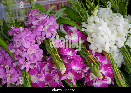 Bouquets de couper les orchidées (Orchidaceae) pour la vente et l'exportation, à une ferme d'orchidées à Klong Mahasawasdi Banque D'Images