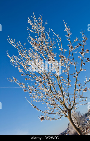 Arbre couvert de neige en hiver 2010 Banque D'Images