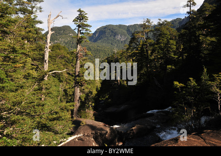 Cascada blanc cascade Los Cantaros tumbling à travers la forêt pluviale tempérée Valdivian dans les Andes au-dessus de Puerto Blest, Argentine Banque D'Images