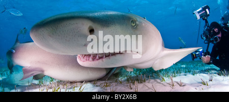 Requins citrons et plongeur, à Proximité grand angle de discussion Banque D'Images