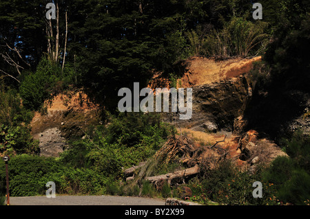 'Glaciaire Boulder Clay' dans une moraine section routière de forêt pluviale tempérée Valdivian, Puerto Blest, Andes, Argentine Banque D'Images