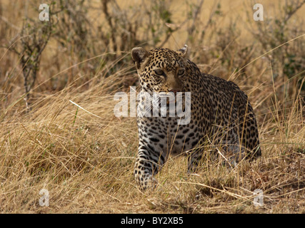 Leopard africaine de prendre une promenade dans le Masai Mara sur le sol au milieu de la journée Banque D'Images