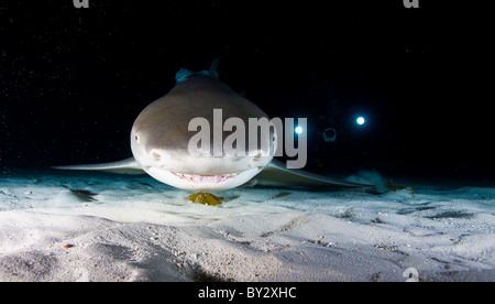 Le requin dans la nuit avec un éclairage vidéo Banque D'Images