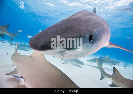 Requin tigre et les requins citrons Banque D'Images