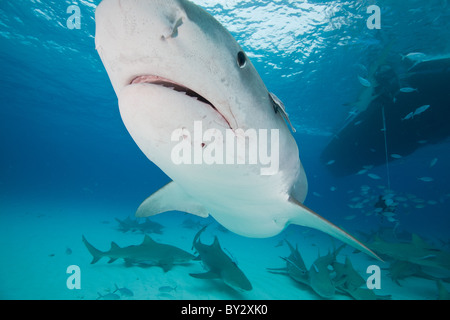 Requin tigre et les requins citrons Banque D'Images