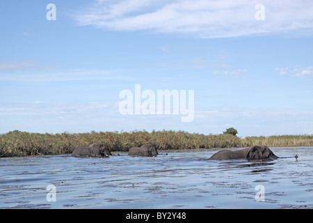 L'éléphant d'Afrique, Loxodonta africana, les mâles pour traverser un lac près de Camp Okavango Banque D'Images