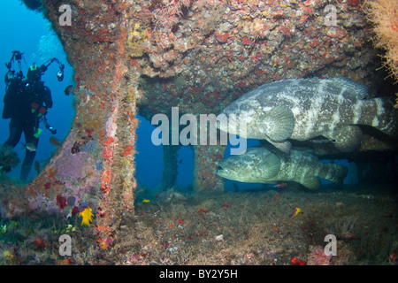 Paire de mérous géants, et plongeur, sur le naufrage de l'Esso Bonaire en Jupiter, FL Banque D'Images