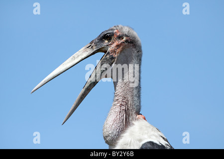 Flamant rose (Phoenicopterus ruber crumeniferus Marabou Stork, agape, sur son nid au Camp Okavango Banque D'Images