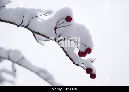 La neige a couvert l'Aubépine Banque D'Images